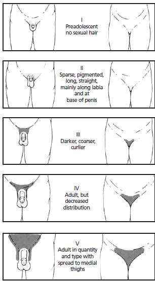 Tanner Chart Stages Of Puberty