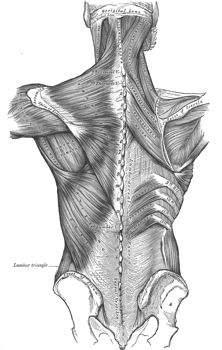 Back Muscles