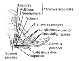 Deep Spinal Muscles